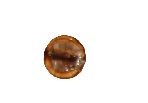 beads