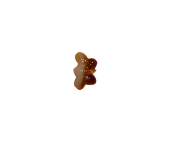 beads