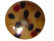 buttons