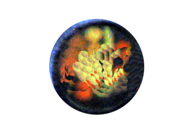 buttons